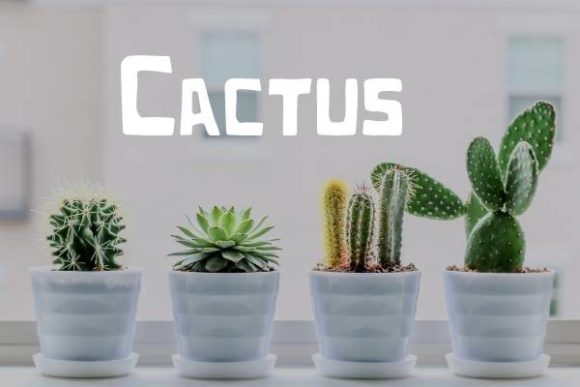 Cactus Font: A Playful, Polished Display Typeface for Small Business Branding